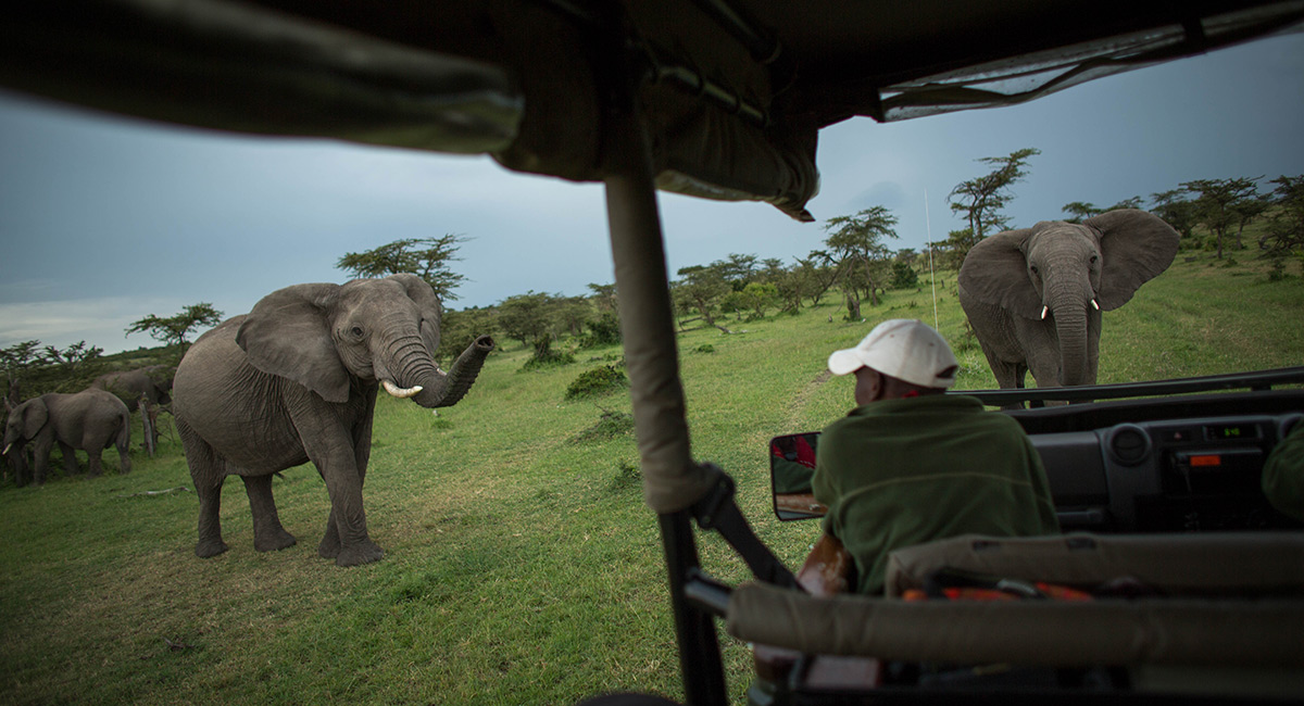 A safari ranger driving a vehicle by some Elephants on safari in Africa