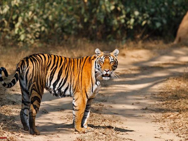 Golden Triangle with Ranthambore tour, India