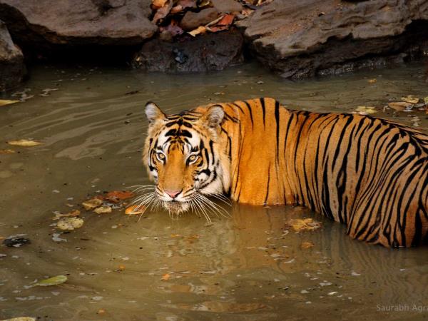 Wildlife holiday in Central India