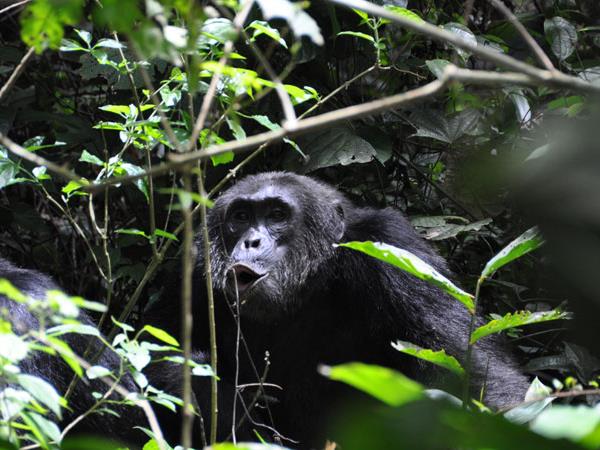 Gorilla and chimpanzee trekking, Uganda