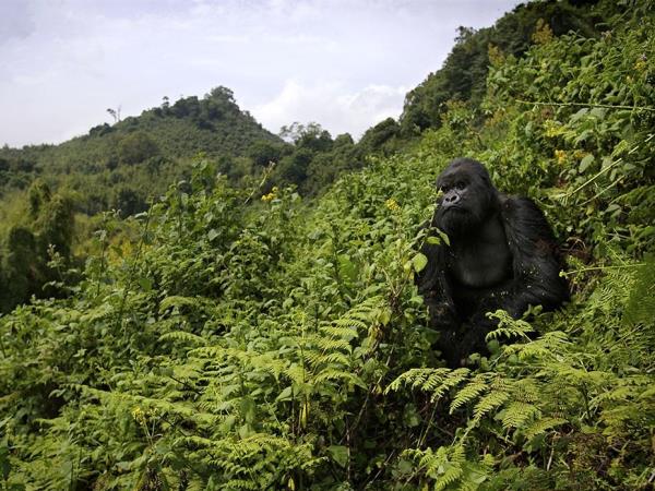 3 Day Gorilla trekking vacation in Rwanda