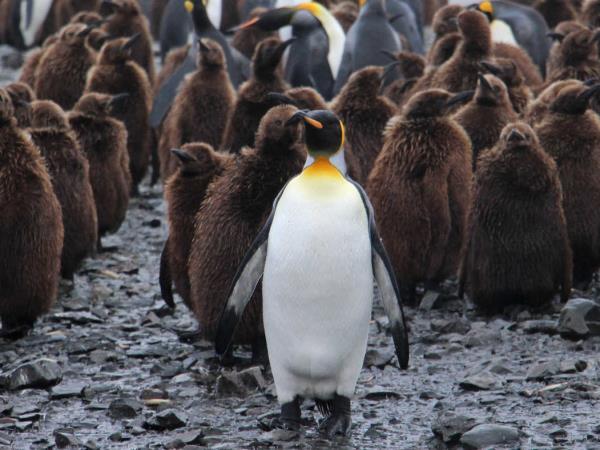 Total Antarctic highlights cruise via Buenos Aires