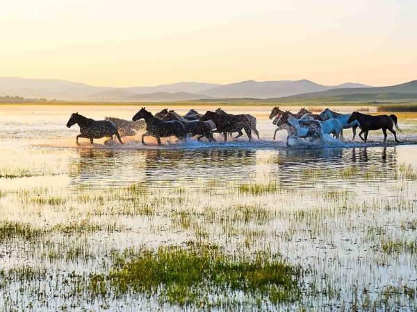 Mongolia nomad horse riding vacation